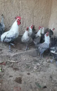 جوجه براکل بلژیکی