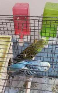 یک جفت مرغ عشق مولد