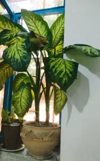 گل دیفن
