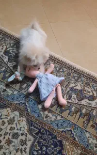 سگ پامر ماده