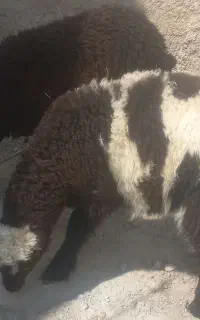 ۲راس بره نرو ماده برها شال هستن روپا دونه ۲۳۵۰۰