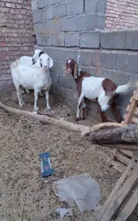 سه عدد بز پاکستانی