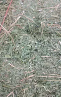 یونجه پرسی سوزنی