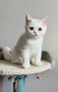 گربه اشرافی