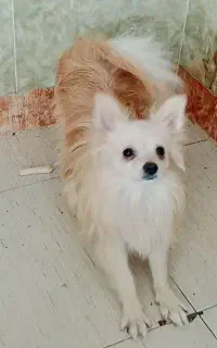 سگ پامر