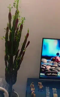 مجموعه ایی از گلهای آپارتمانی
