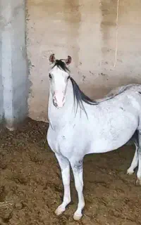 اسب مادیان