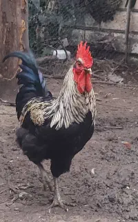 خروس محلی اصل