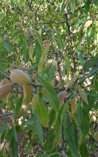 سمپاشی درختان