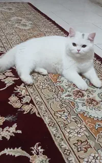 گربه پرشین
