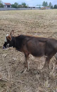 ورزا کوله چالوسی ماستی (مقطوع)