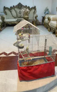 جفت نر سرحال سخنگو