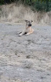 سگ اصیل سرابی