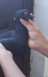 زاغ سیستانی نابلد کاکل میخ دورچشم سرخ