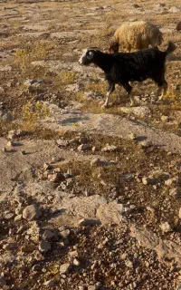بز‌ ابستن‌ وخشک‌