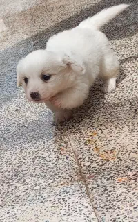 توله سگ