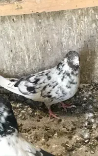 نر سرور