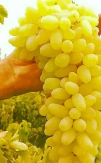 عرضه درخت انگور ریش بابا گلدانی