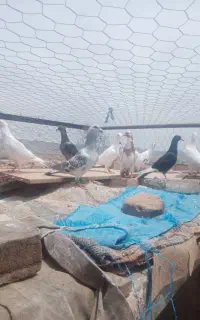 کبوتر جوانه