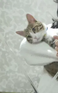 گربه نر نژاددی اس اچ رایگان