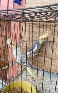 عروس هلندی جوجه عروس