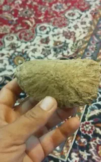 فسیل سنگی