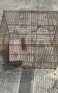 پنج عدد قفس پرنده