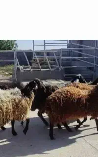گوسفند همو برولا افشار