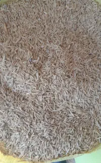 جو محلی،خارجی