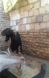 کره پاکستانی