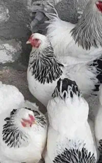 تخم مرغ برهما  درشت