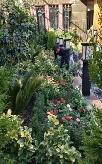 خدمات باغبانی گل کاری وهرس. زنی سمپاشی