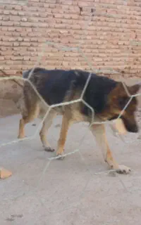 سگ ژرمن