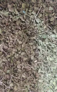 اویشن درجه یک تمیز