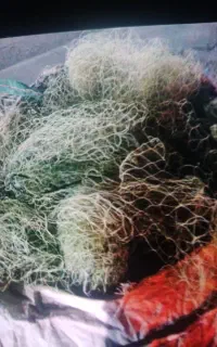 تور. قبادی.