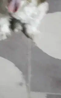 پیدا شدن هاپو پا کوتاه