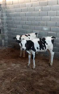 گوساله
