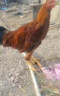 یک جفت مرغ خروس