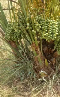 انواع نخل