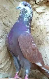 کبوتر