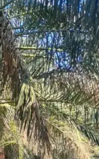 درخت گرازی و درخت بندی درخدمتم