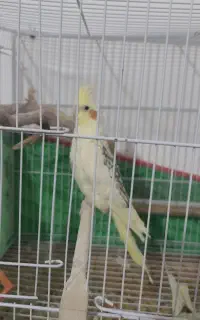 عروس هلندی آوازه خوان