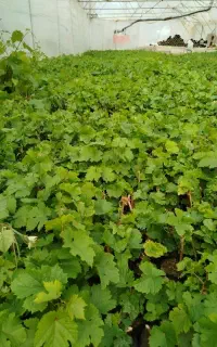 فروش انواع نهال انگور گلدانی