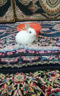 خرگوش بازی گوش