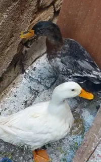 دوتا اردک سالم