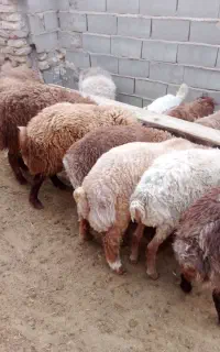 بره نر