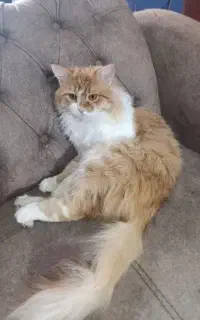 جفت گربه نژاد انگورا