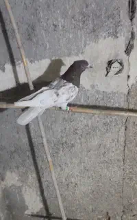 کله ای نر درشت پرشی