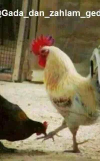 کارگر خانواده‌برای‌مرغداری ‌