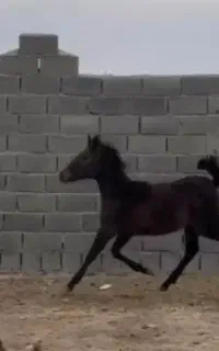 کره مادیان شجره دار